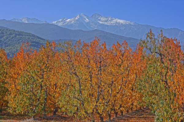 Massif du Canigou, Pyrénées-Orientales