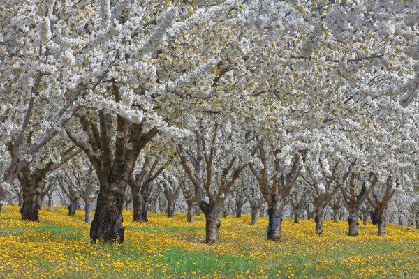 Cherry blossom orchard, Vaucluse, France