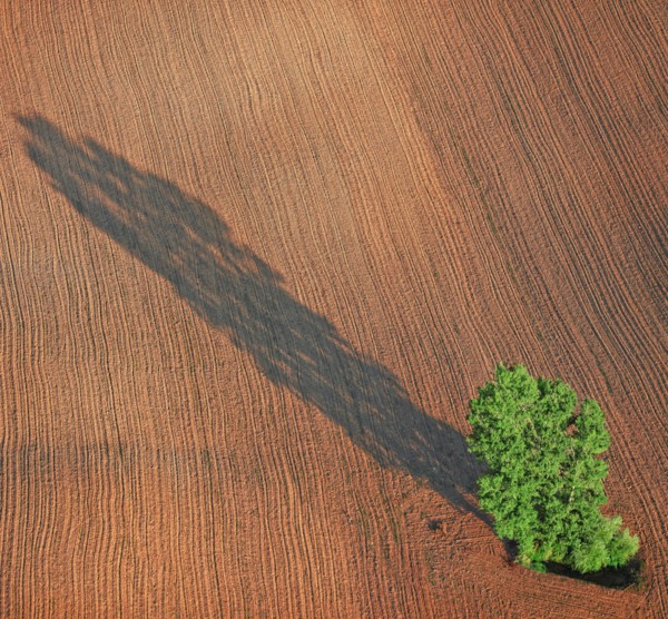 Arbre isolé dans un champ