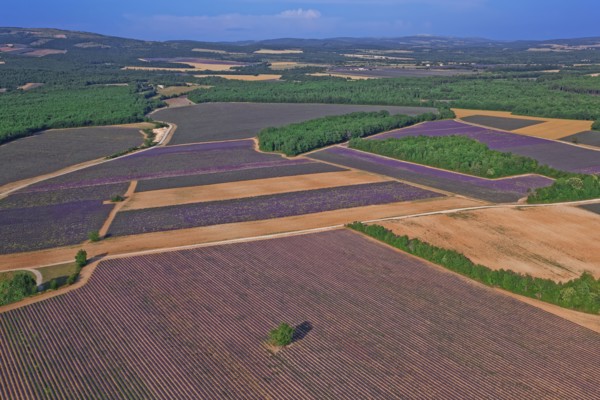 Plateau de Valensole, Alpes-de-Haute-Provence