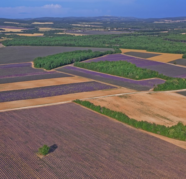 Plateau de Valensole, Alpes-de-Haute-Provence