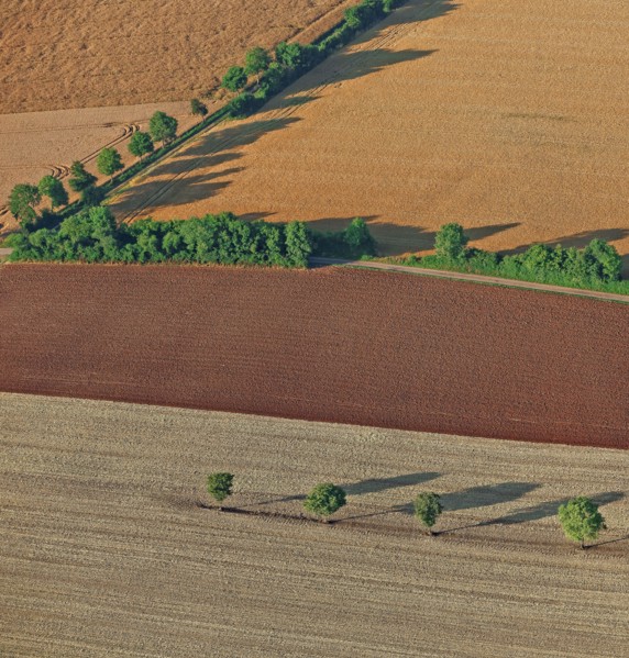 Champs de céréales et alignements d'arbres