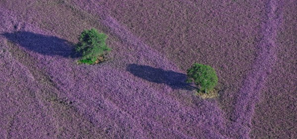 The plateau d'Albion, Alpes-de-Haute-Provence, France