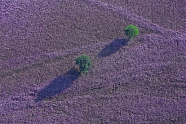 Plateau, Alpes-de-Haute-Provence, France