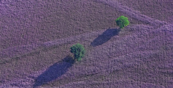 Plateau, Alpes-de-Haute-Provence, France