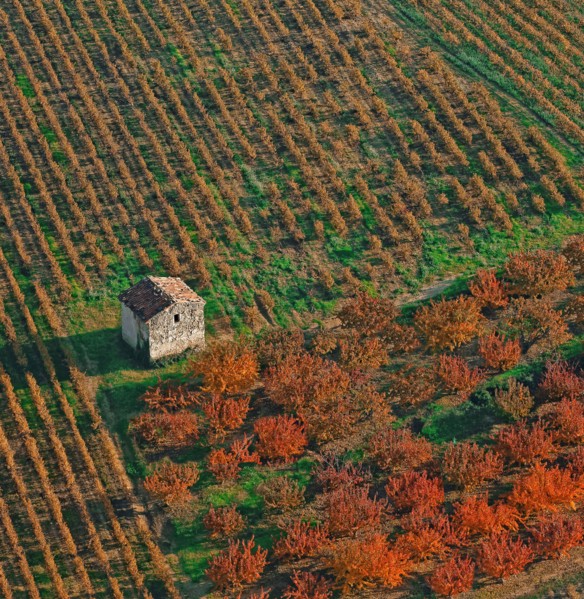 Orchard landscape, Drôme, France
