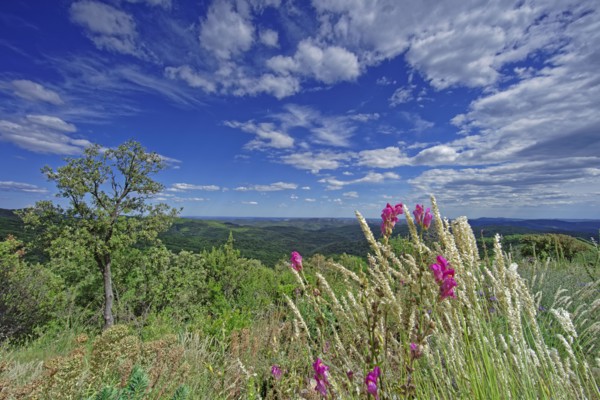Landscape in Lozère, France