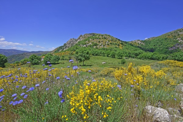 Vialas commune, Lozère, France