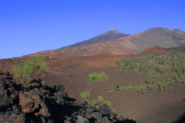 Espagne, iles Canaries, Tenerife, parc National du Teide, paysage avec le volcan du Teide / Spain,