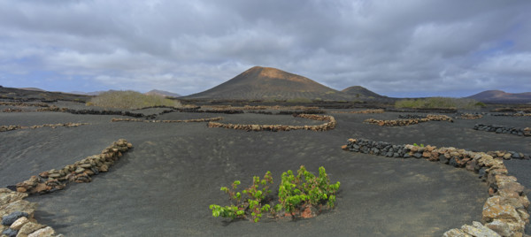 Espagne, Iles Canaries, Lanzarote, Parc Naturel des Volcans, La Geria, domaine viticole sur sol