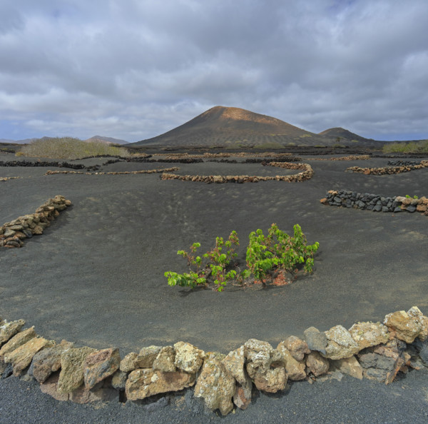 Espagne, Iles Canaries, Lanzarote, Parc Naturel des Volcans, La Geria, domaine viticole sur sol