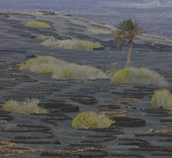 Espagne, Iles Canaries, Lanzarote, Parc Naturel des Volcans, La Geria, domaine viticole sur sol