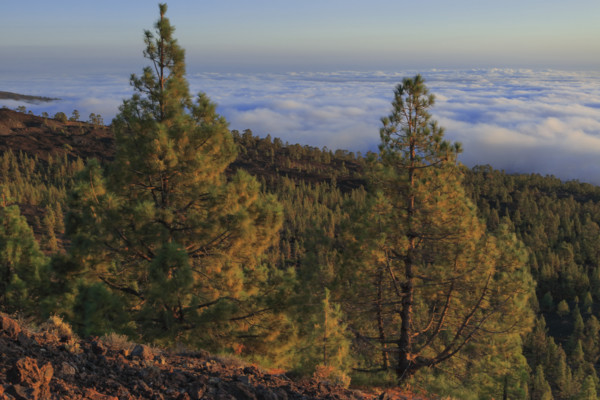 Espagne, Iles Canaries, Ténérife, Parc National Del Teide, panorama, coucher de soleil sur la mer