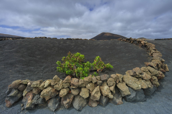 Espagne, Iles Canaries, Lanzarote, Parc Naturel des Volcans, La Geria, domaine viticole sur sol