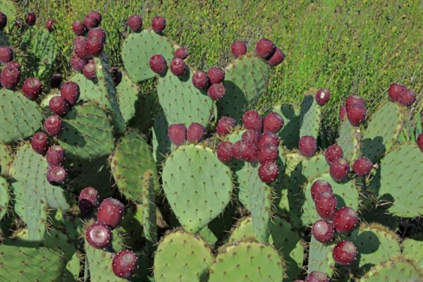 France, Gard(30) figuiers de Barbarie avec fruits /France, Gard prickly pear cacti with fruit /