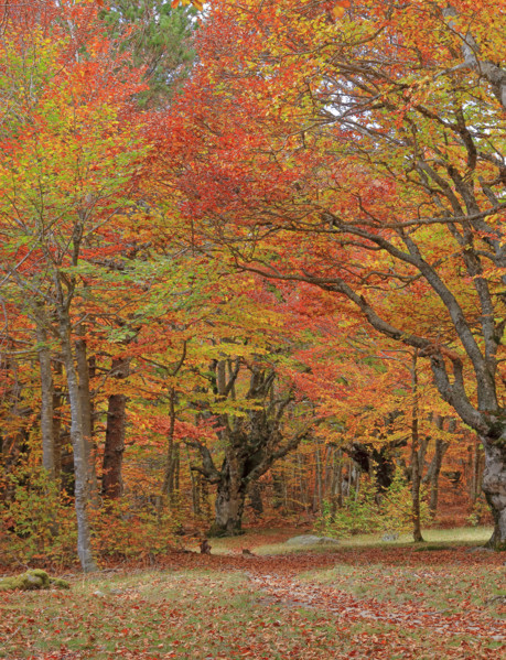 France, Lozère(48) Cévennes, forêt, hêtraie en automne, massif du Mont Lozère / France, Lozère