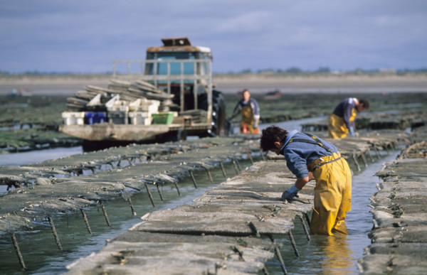France, Normandie, Manche, Cotentin, blainville sur mer, ostreiculture, parcs a huitres de gerard mace, ouvriers au travail,