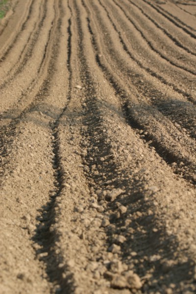 France, Normandie, Manche, val de saire, agriculture, maraichage, champ terre prepaee, labour,