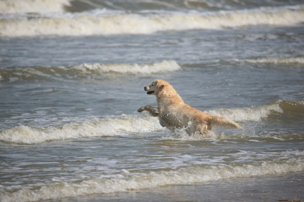 France, Normandie, calvados, cote fleurie, trouville sur mer, plage, scene de plage, chien golden retriever dans l'eau, vagues,