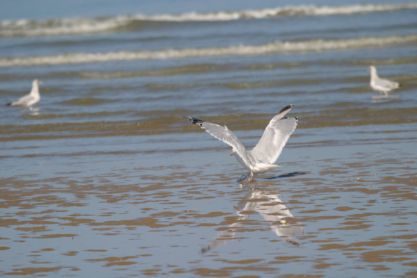 France, Basse Normandie, calvados, cabourg, plage, goeland, oiseau marin, maree basse, mouette,