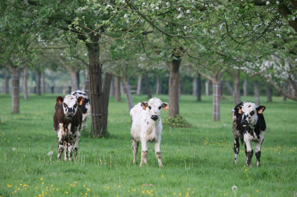 France, pays d'auge