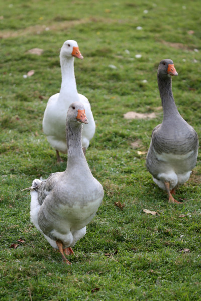 France, Basse Normandie, Calvados, danvou la ferriere, ferme de linoudel, famille Picard, oies, foie gras,