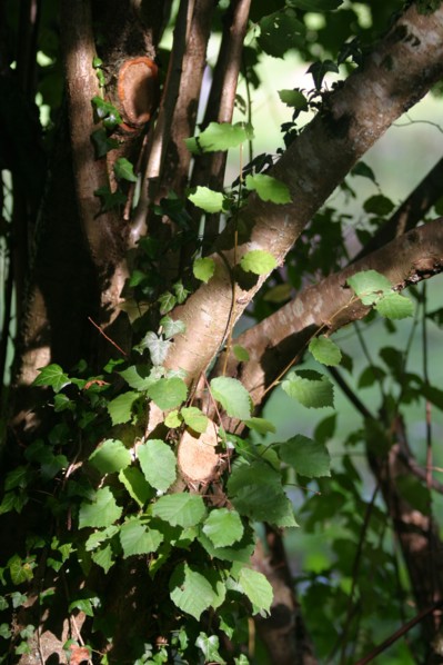 France, Haute Normandie, eure, Broglie, jardin aquatique, bords de la charentonne, vegetation, feuilles, nature,