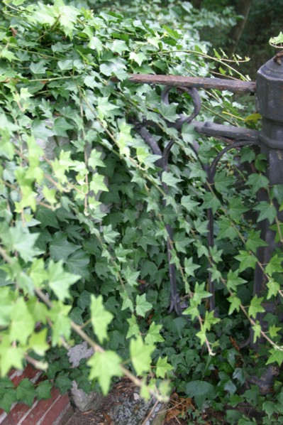 France, Haute Normandie, eure, bord de la voie verte bernay broglie, nature, vegetation, feuilles, nature,