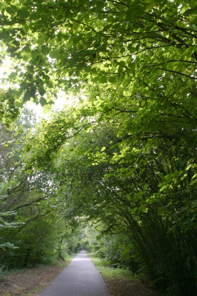 France, Haute Normandie, eure, bord de la voie verte bernay broglie, nature, vegetation, feuilles, nature,