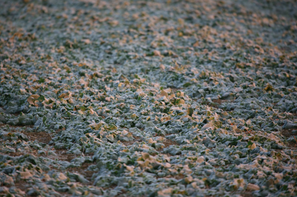 France, Haute Normandie, eure, sol gele a Gauciel/Evreux, froid, hiver, terre, givre,