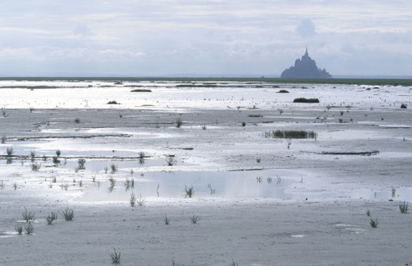 France, Normandie, Manche, baie du Mont-Saint-Michel, maree basse, vegetation, salicorne, polders, Ille et Vilaine,