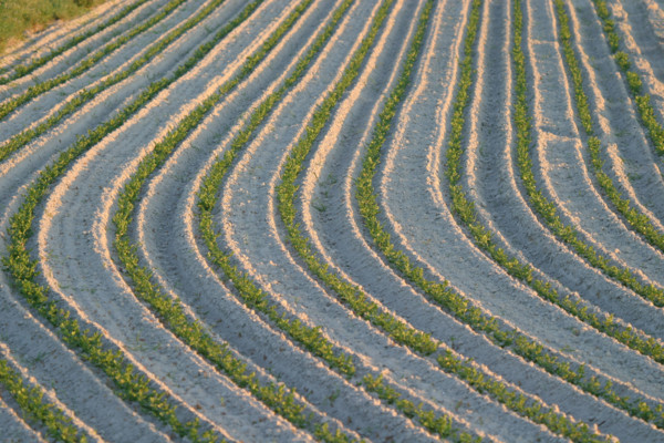 France, Normandie, Manche, baie du Mont saint Michel, champ de carottes, agriculture, sable,