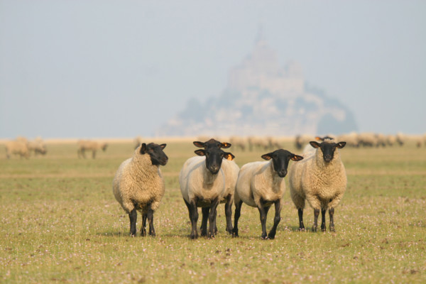 France, Mont-Saint-Michel Bay