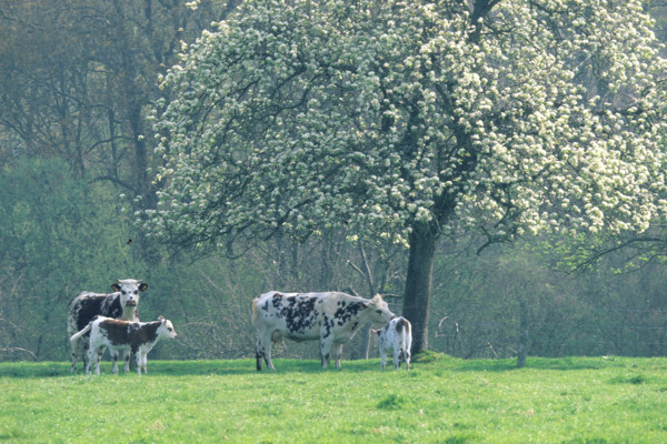 France, pays d'auge