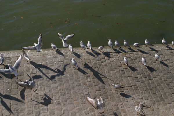 France, Paris, la Seine, mouettes sur les berges, oiseaux en vol et au sol,