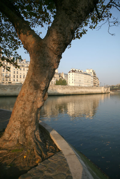 France, Paris 4e, ile de la cite, quai aux fleurs, la Seine, immeubles, arbre a la pointe de l'ile,