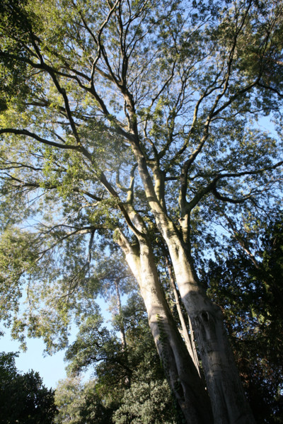 France, tree in city