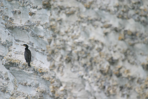 France, Normandie, Seine Maritime, cote d'albatre etretat, falaise d'amont, grand cormoran perche dans la falaise, nature, oiseau,
