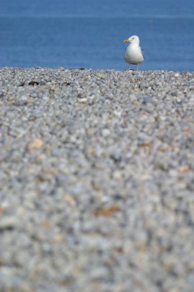 France, cote d'albatre