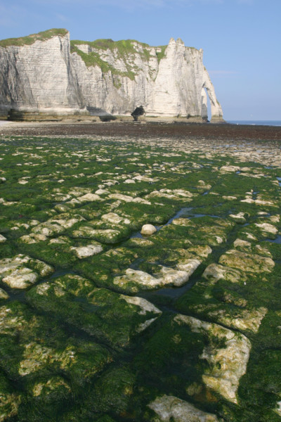 France, Normandie, Seine Maritime, cote d'albatre etretat, falaise d'aval, maree basse, plage, algues,
