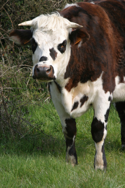 France, Basse Normandie, Manche, Cotentin, cap de la hague, agriculture, vache normande, elevage,