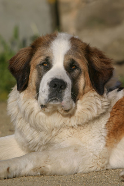 France, dog