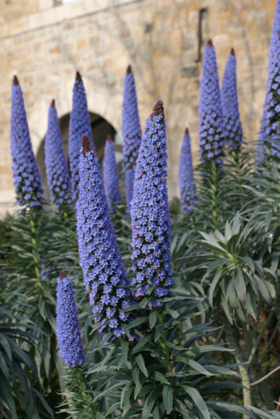 France, Basse Normandie, Manche, iles chausey, au large de granville, fleurs, vegetation,