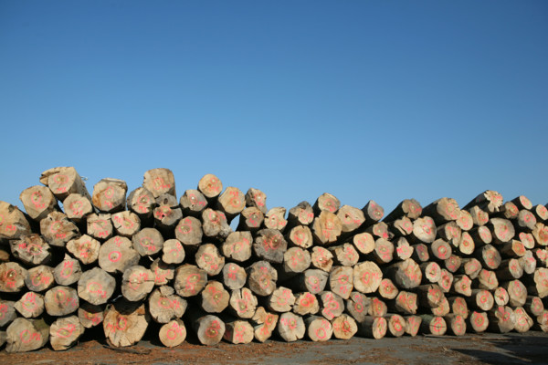 France: Normandie, Seine Maritime, vallee de la Seine, grand port de mer de Rouen, site quais en Seine a Honfleur, terminal bois, billes de bois, troncs d'arbres,