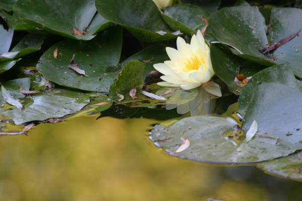 France, giverny