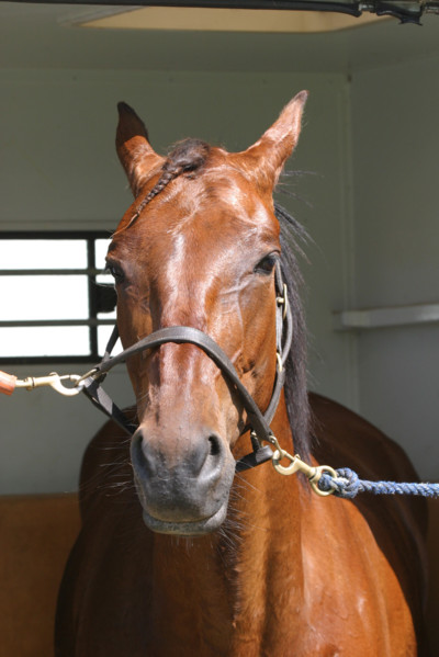 France, Basse Normandie, calvados, pays d'auge, dozule, courses de trot, hippodrome, courses, cheval, pmu, piste herbe,