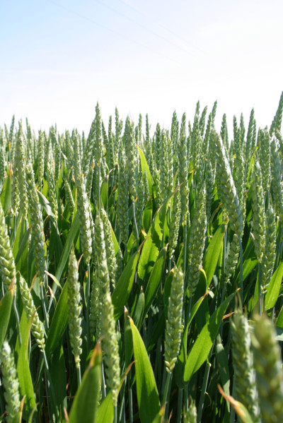 France: Normandie, Seine Maritime, agriculture, cereales, champ de ble vert,