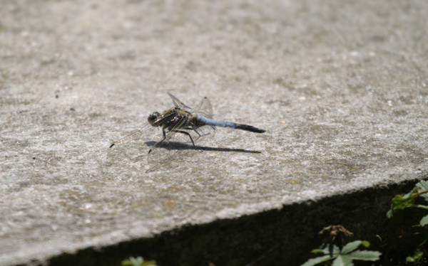 insecte, libellule, france, Normandie,