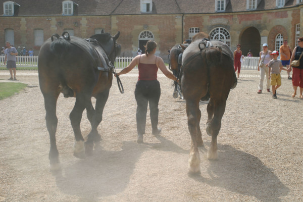 France, Normandie, orne, , haras du pin, les jeudis du haras, presentation d'attelages, chevaux, etalons, cob normands,