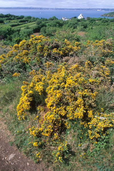 France, Bretagne, Finistere nord, presqu'ile de plougastel, pointe de kerdeniel, lande, genets,